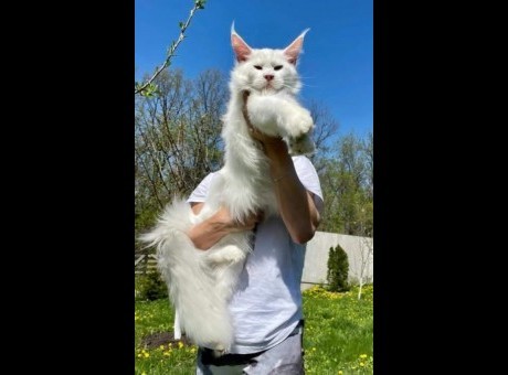 1  maine coon  0725.jpg